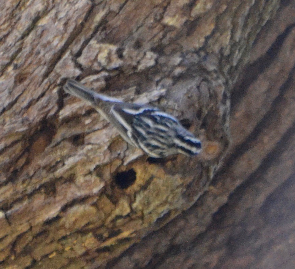 Black-and-white Warbler - ML140705681