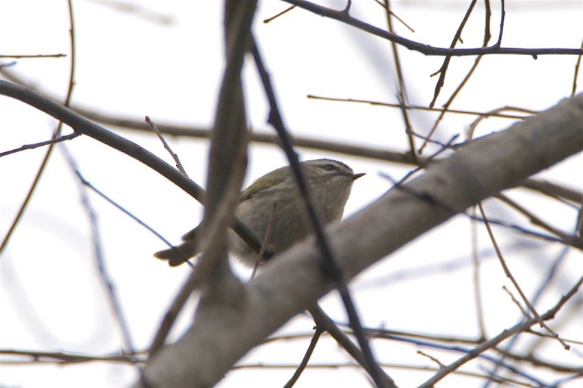 Golden-crowned Kinglet - Vickie Baily