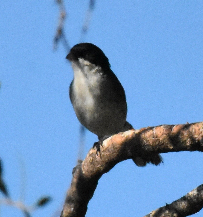 Black-capped Warbling Finch - ML140705761