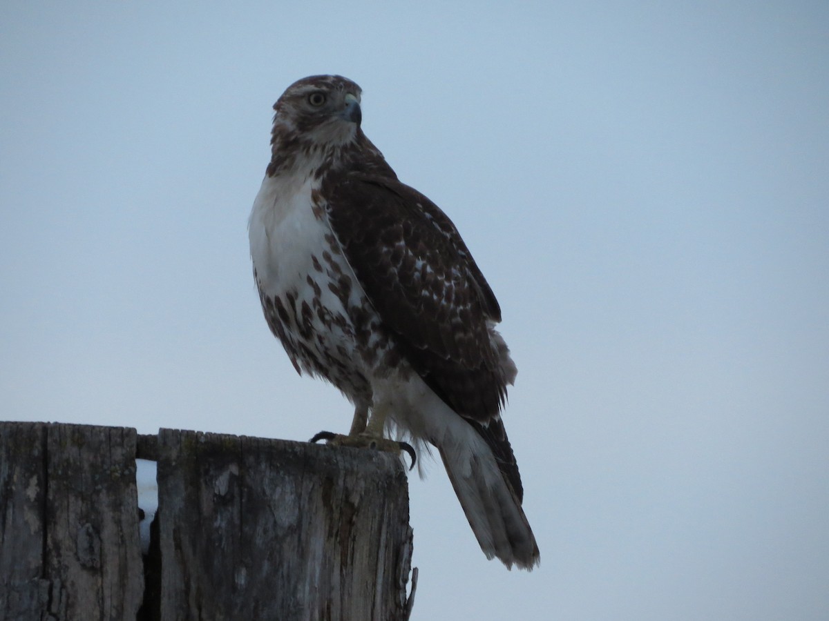 Red-tailed Hawk - ML140705811