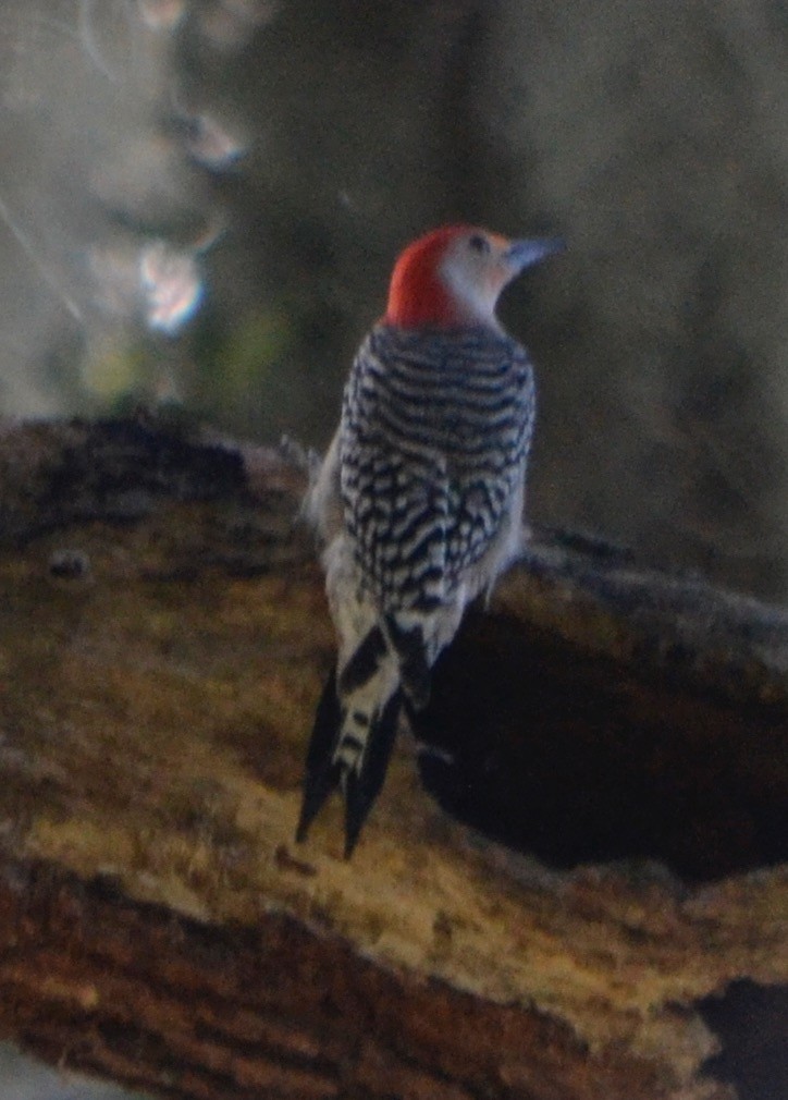 Red-bellied Woodpecker - ML140705931