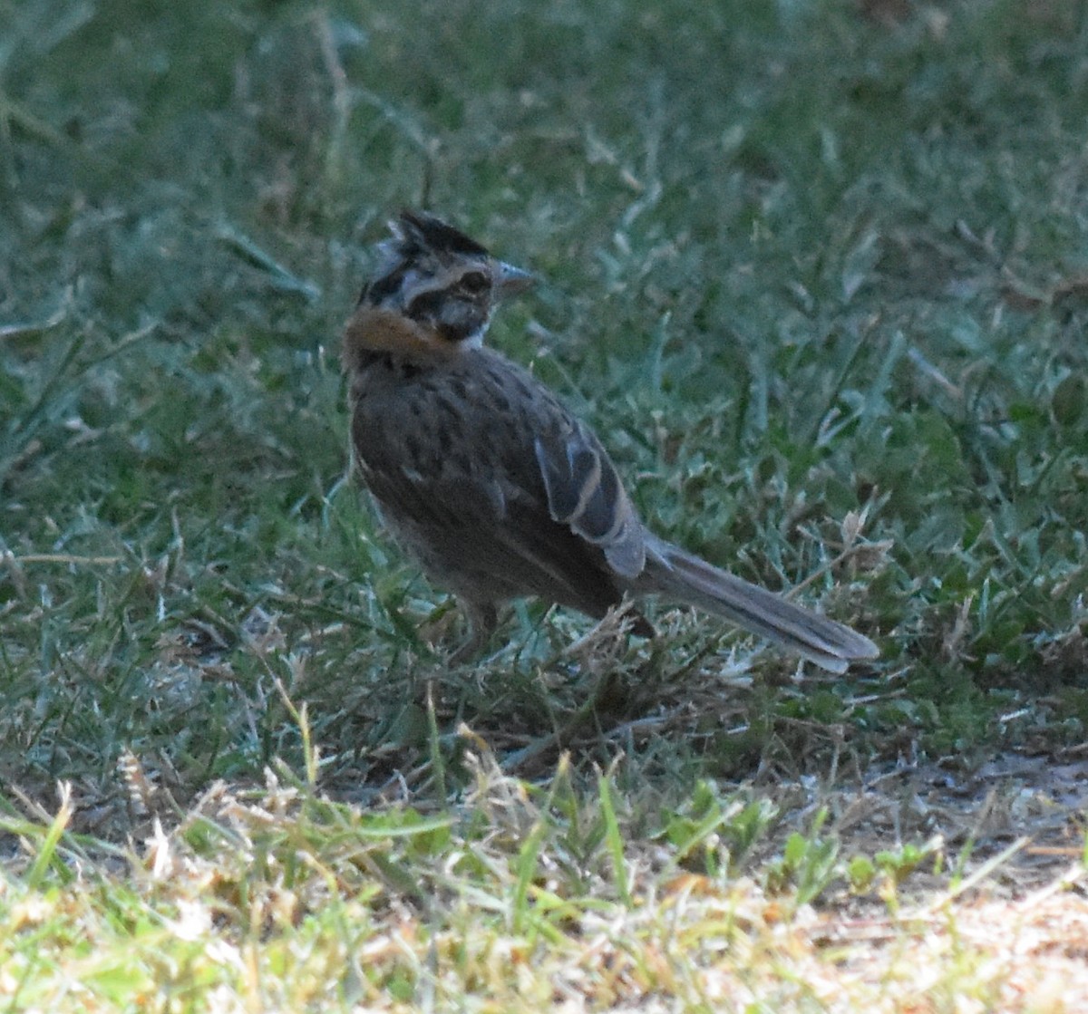Rufous-collared Sparrow - ML140705981