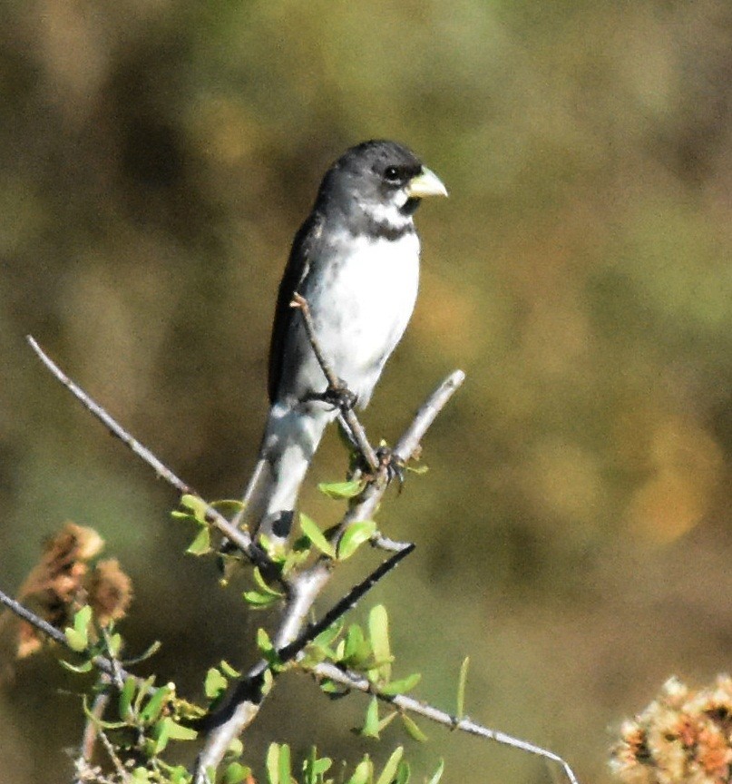 Double-collared Seedeater - ML140706491