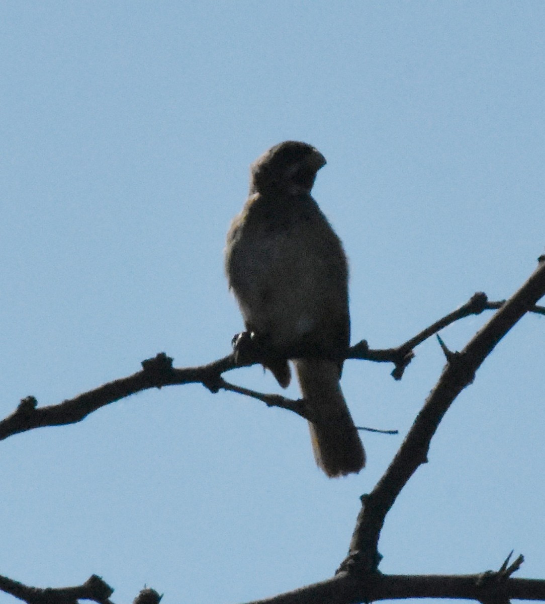 Double-collared Seedeater - ML140706501