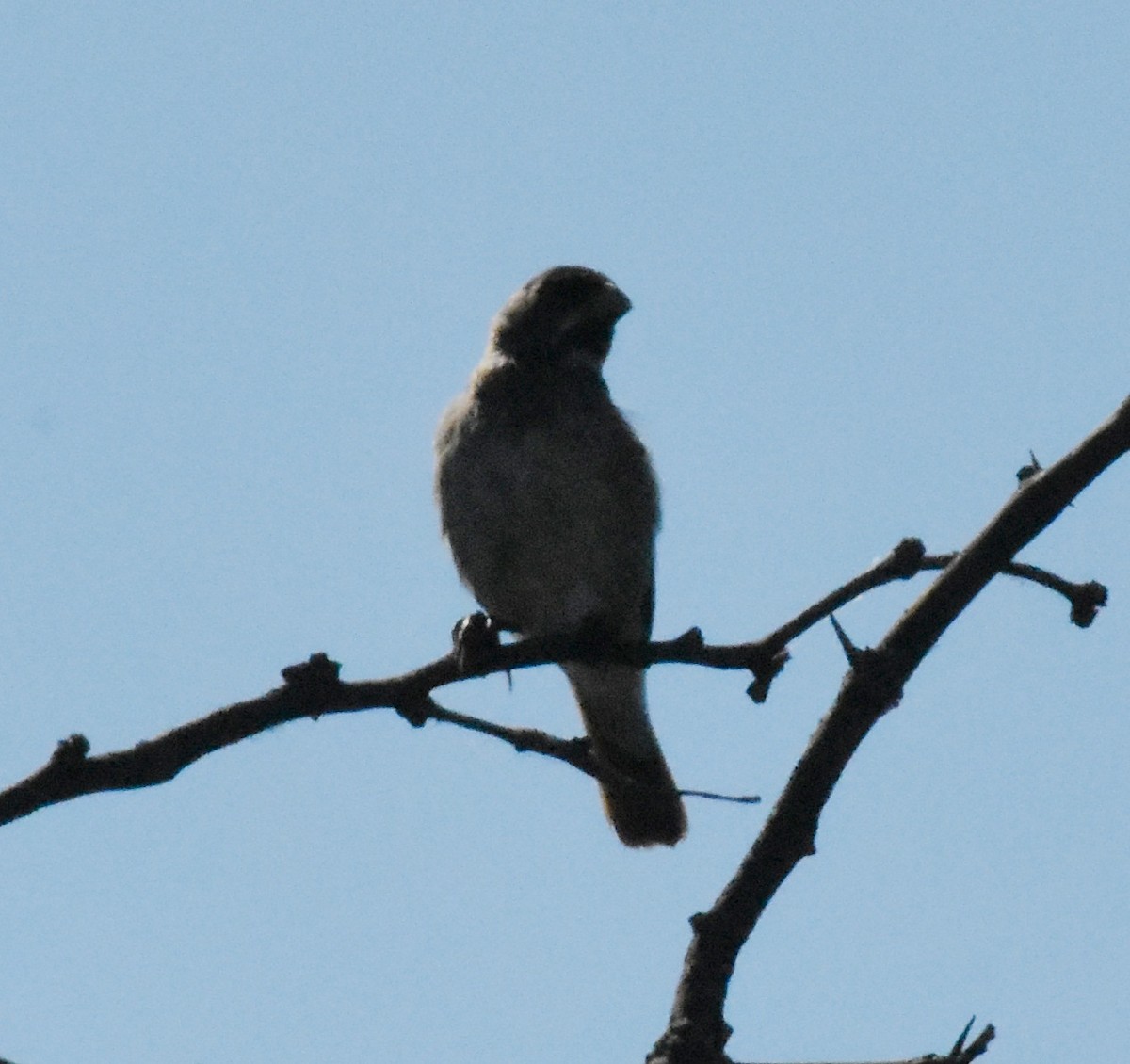 Double-collared Seedeater - ML140706511