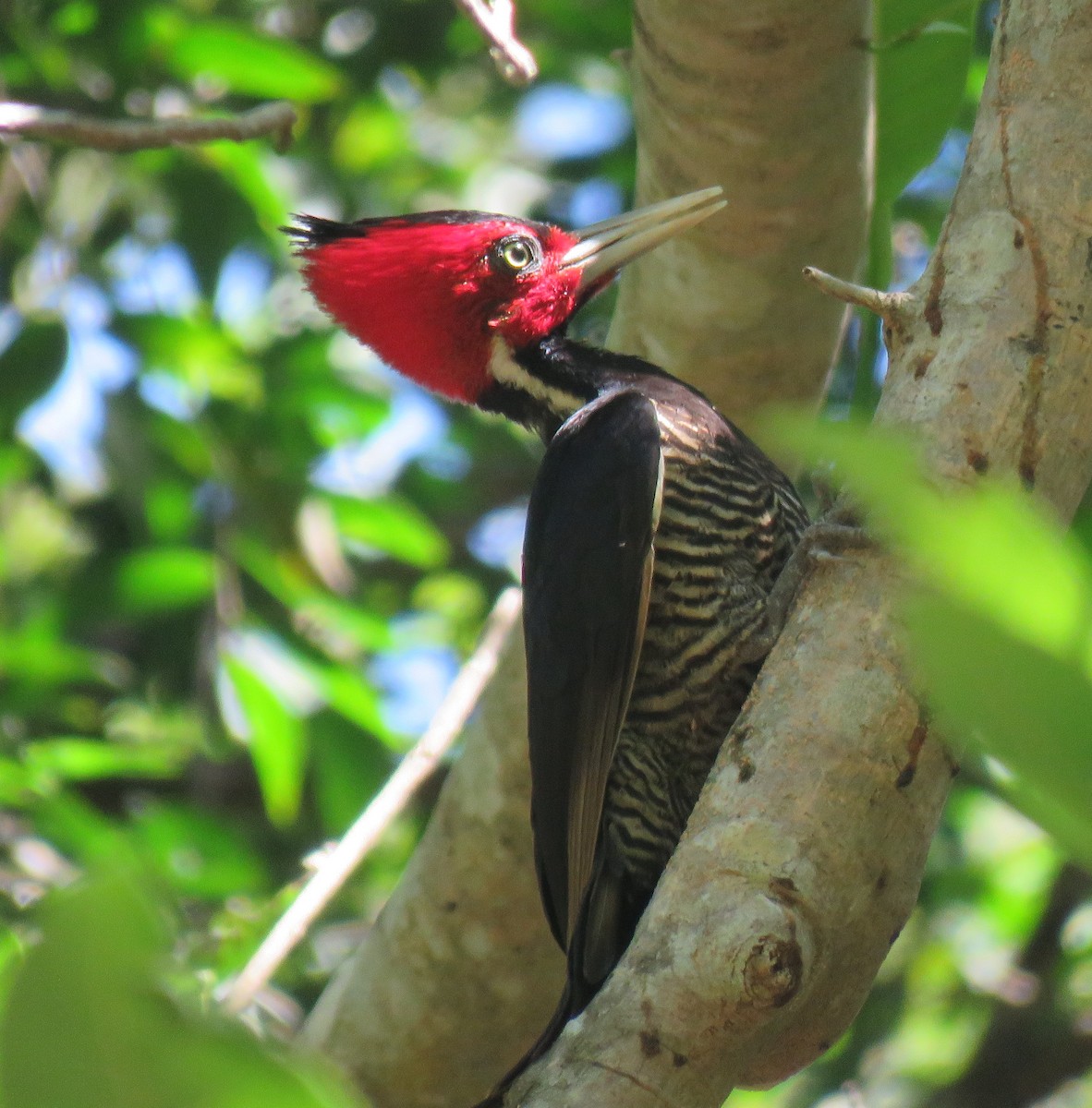 Pale-billed Woodpecker - Robin Gurule
