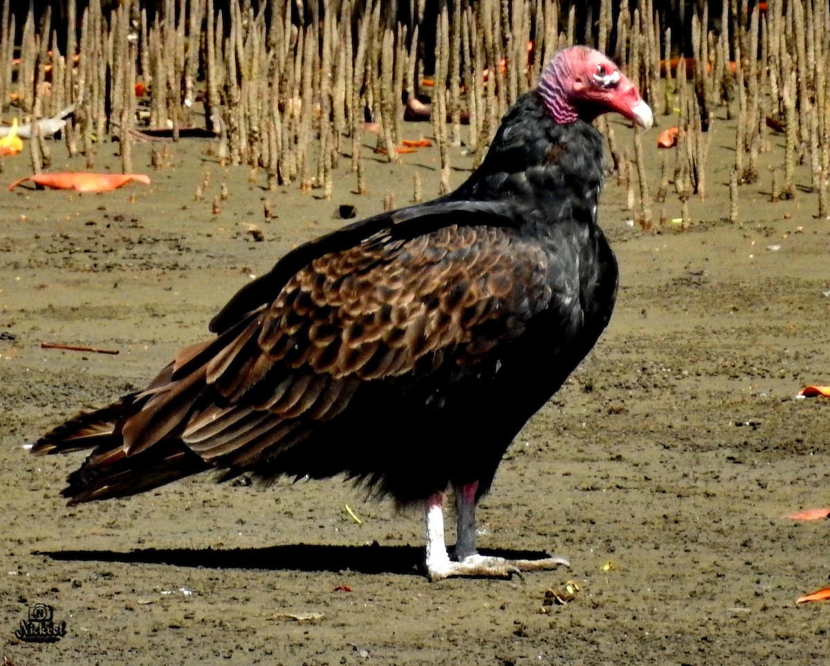 Turkey Vulture - ML140710481