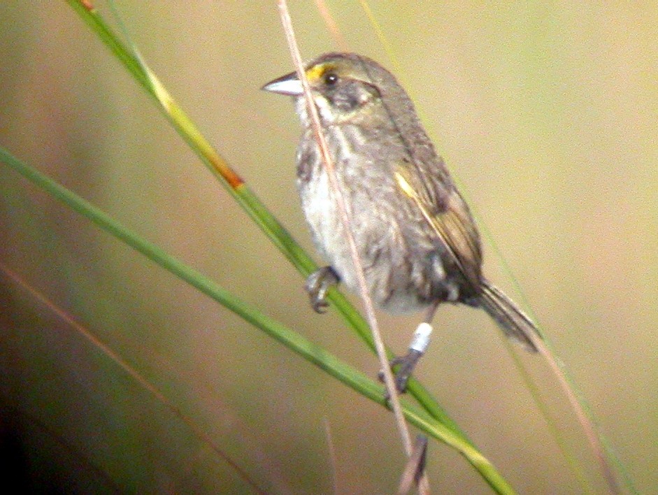 Seaside Sparrow (Cape Sable) - Brennan Mulrooney