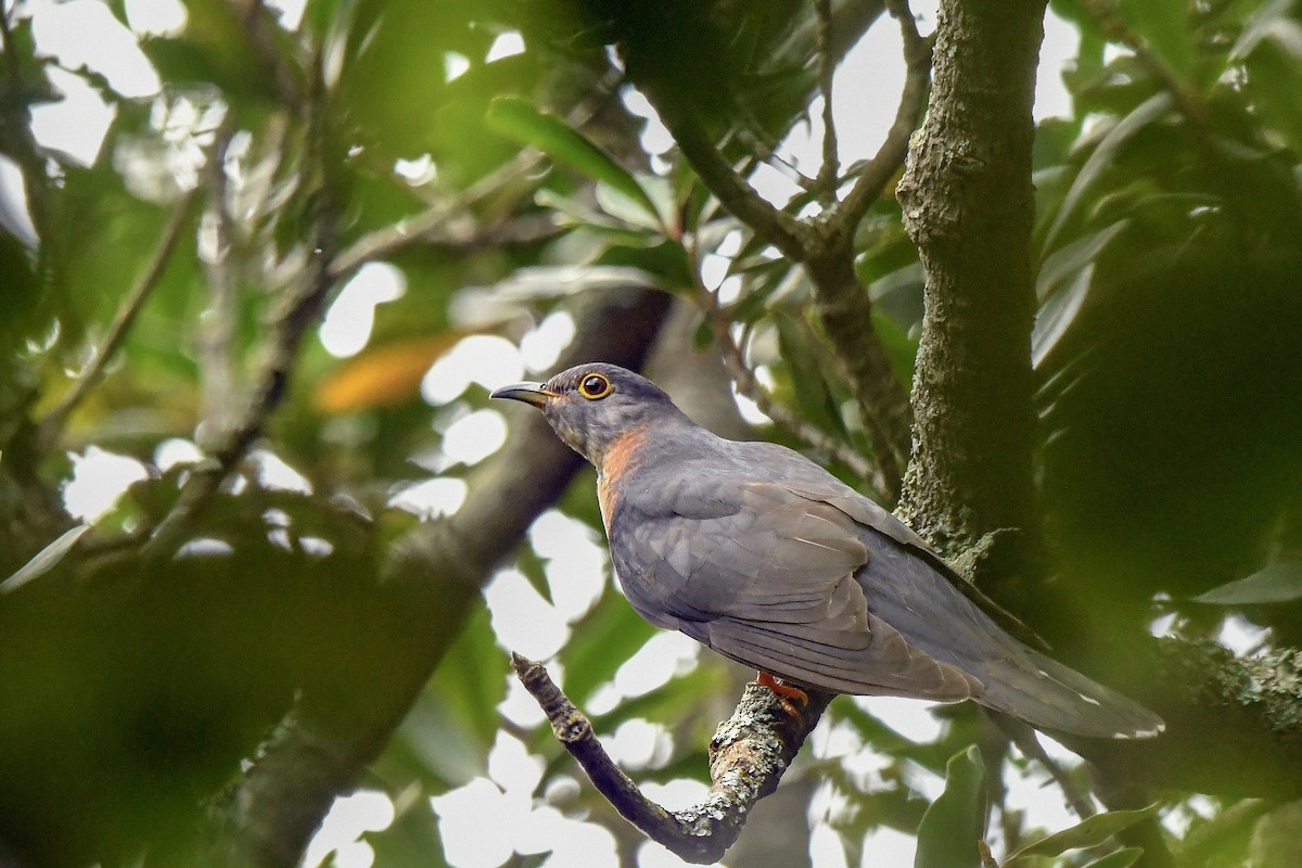Red-chested Cuckoo - ML140713511