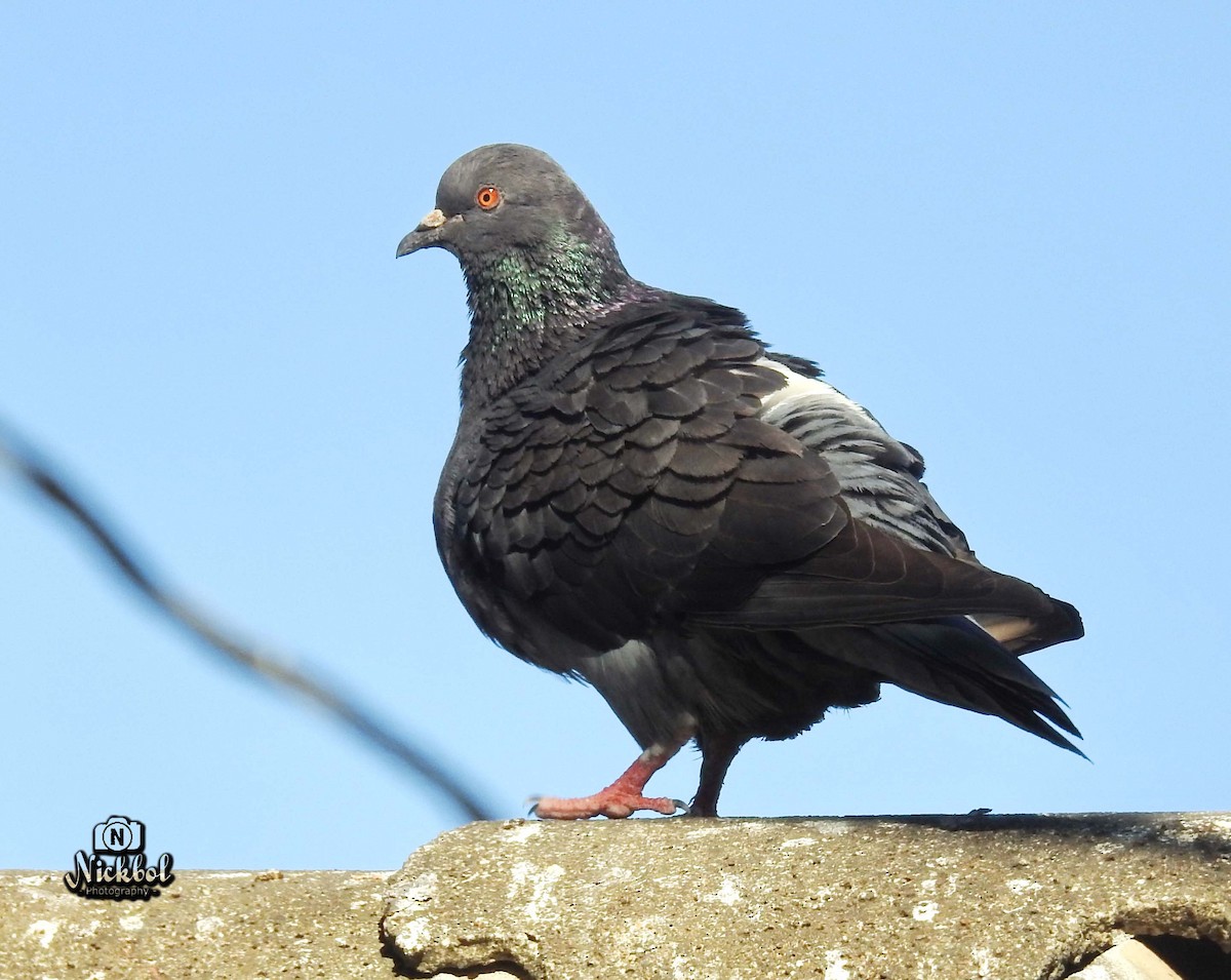 Rock Pigeon (Feral Pigeon) - Nick Bolanos