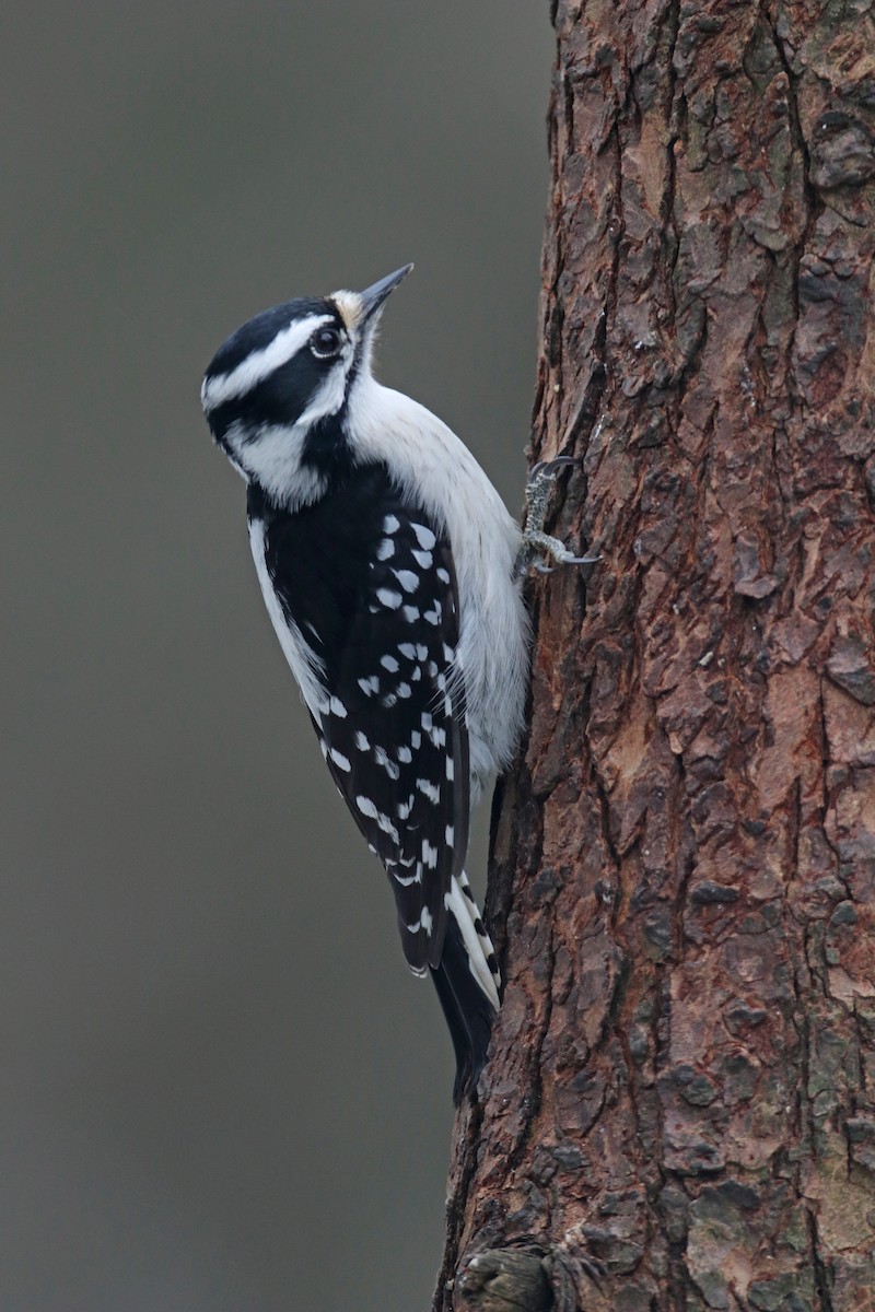 Downy Woodpecker - Mark Nale