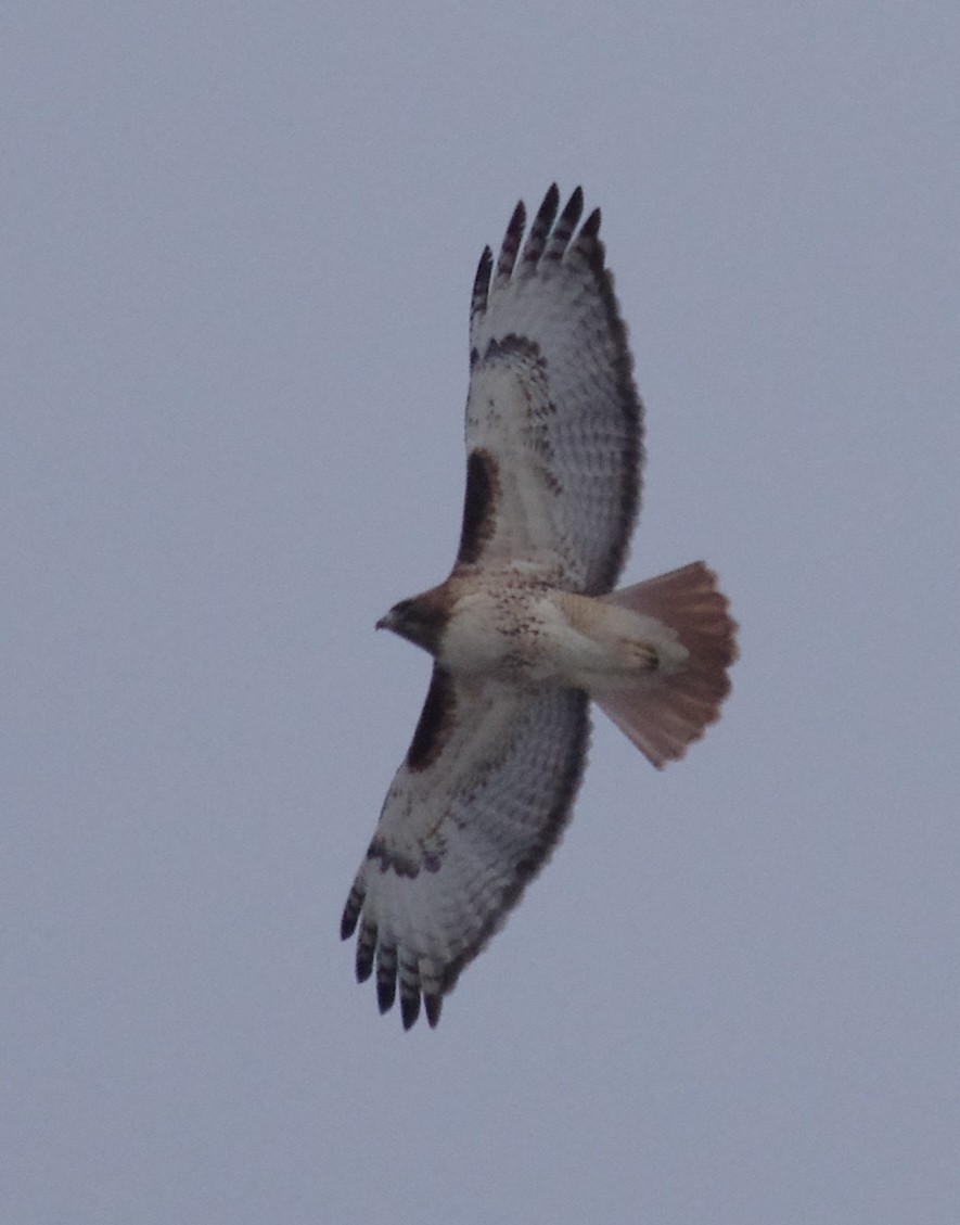 Red-tailed Hawk - robert beauchamp