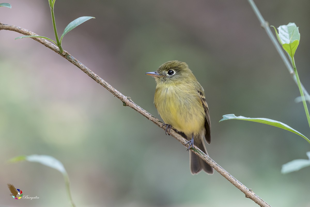 Yellowish Flycatcher - fernando Burgalin Sequeria
