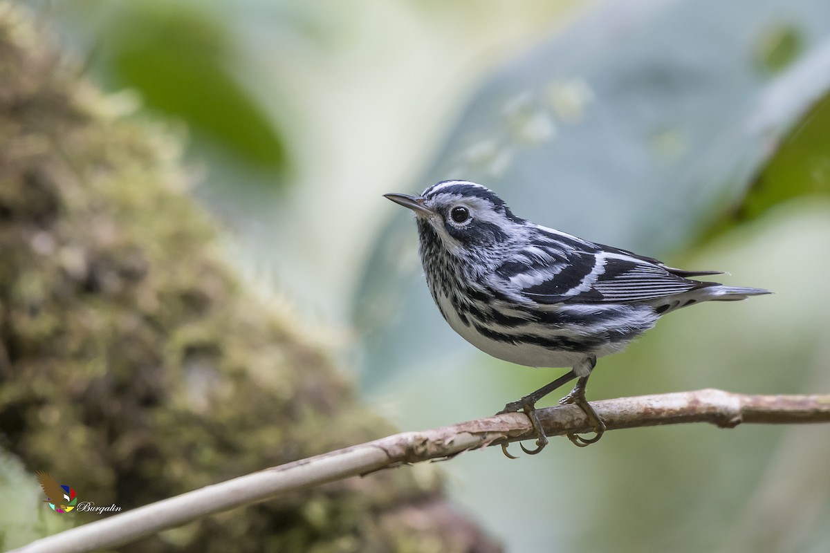 Black-and-white Warbler - ML140715431