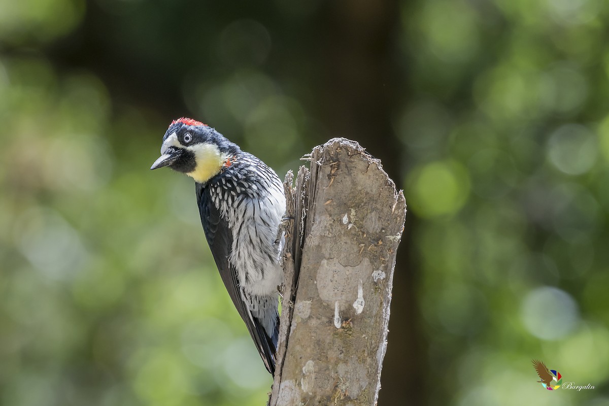 Acorn Woodpecker - ML140715521
