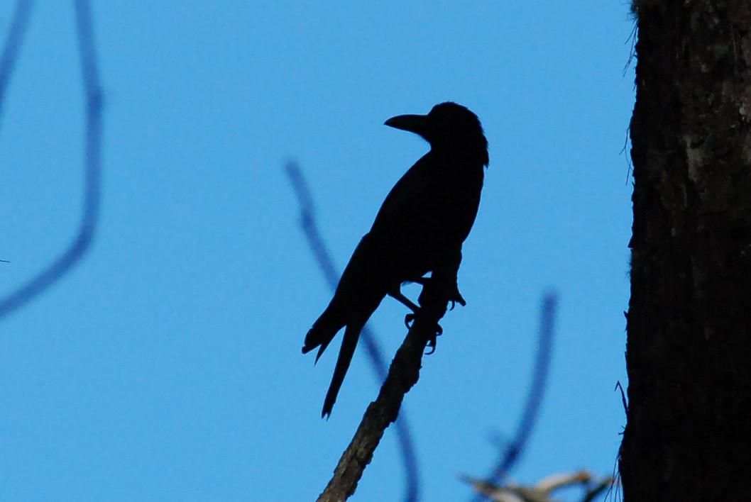 Large-billed Crow - David Jeffrey Ringer