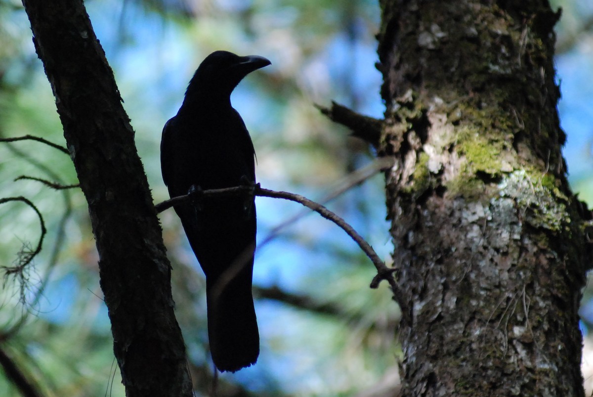 Large-billed Crow - David Jeffrey Ringer