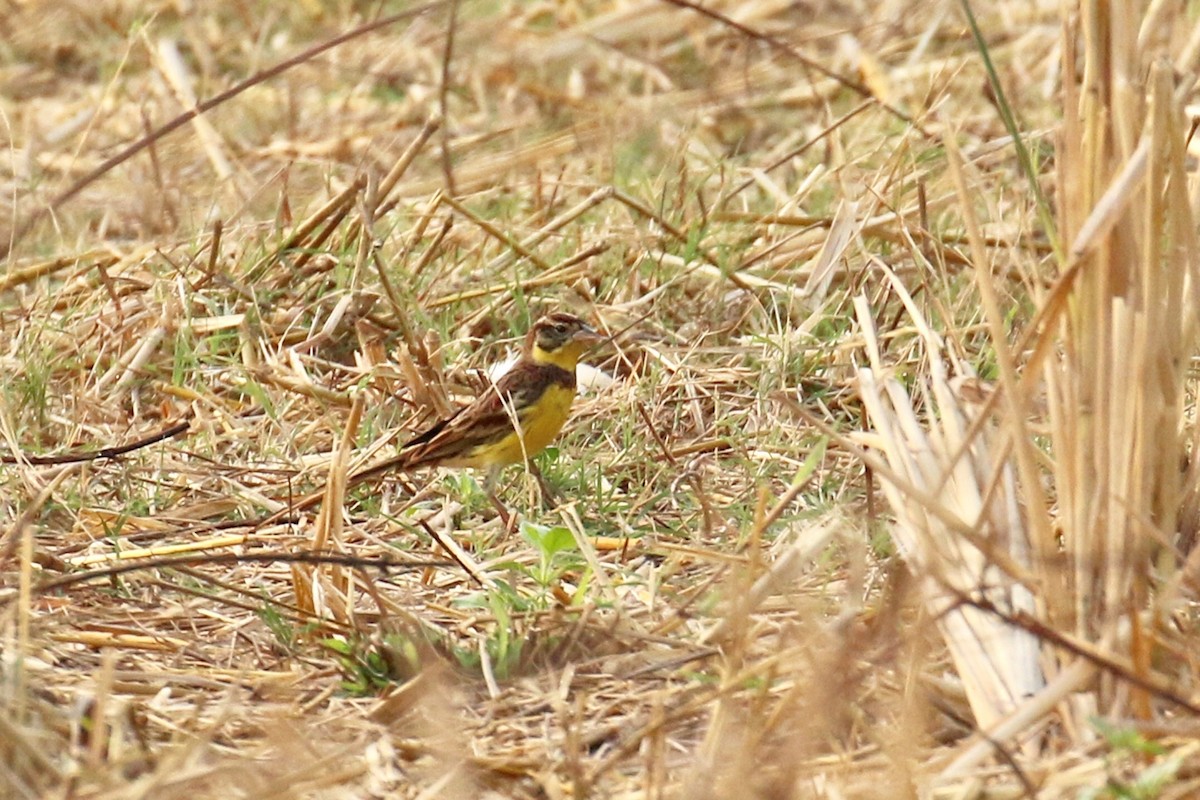 Yellow-breasted Bunting - Jens Toettrup