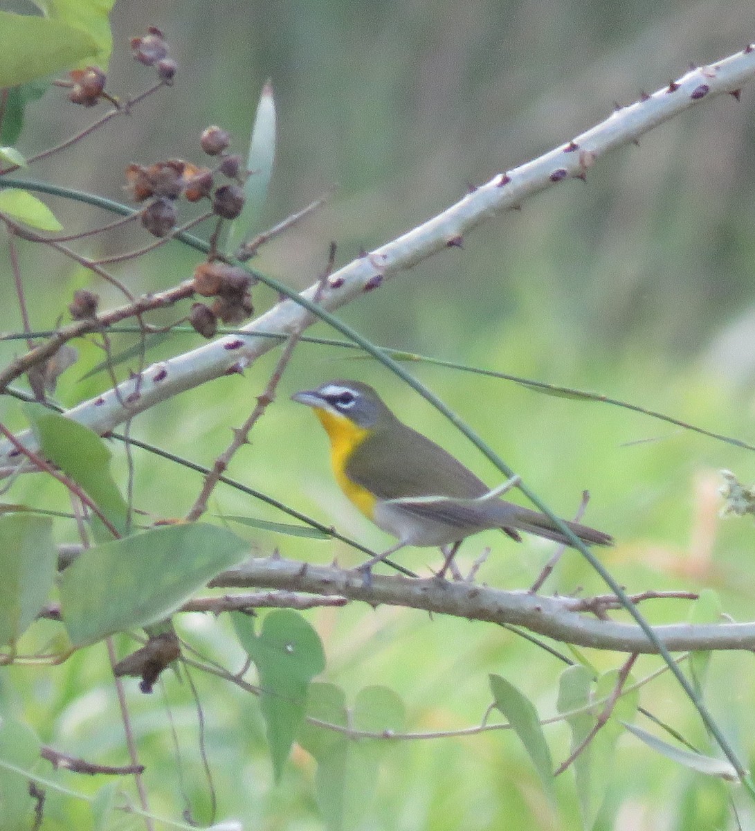 Yellow-breasted Chat - ML140719661
