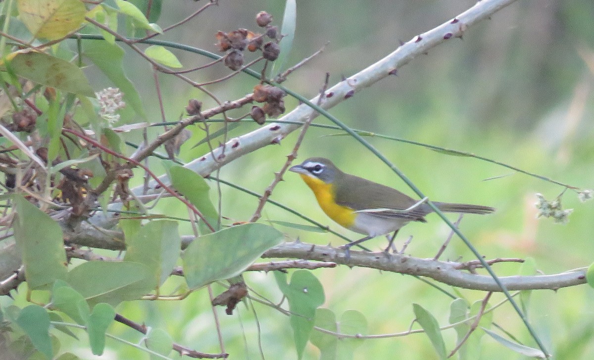 Yellow-breasted Chat - Denilson  Ordoñez