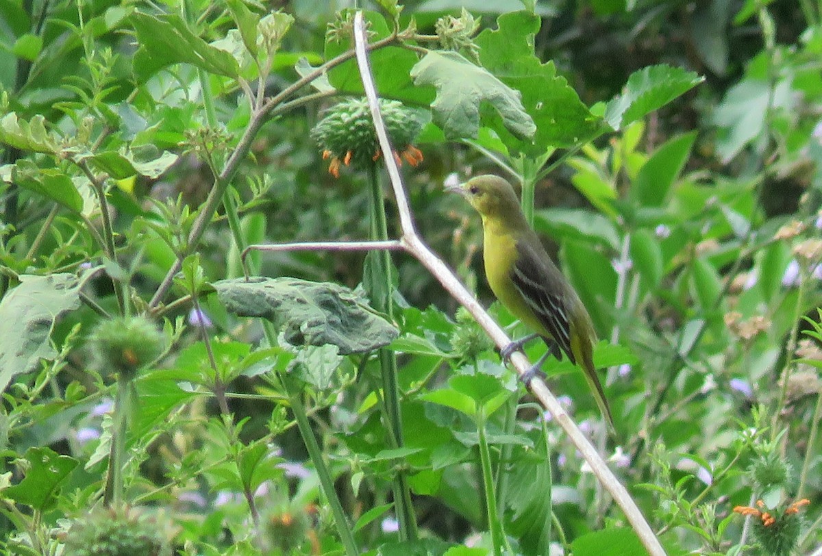 Orchard Oriole - ML140719711