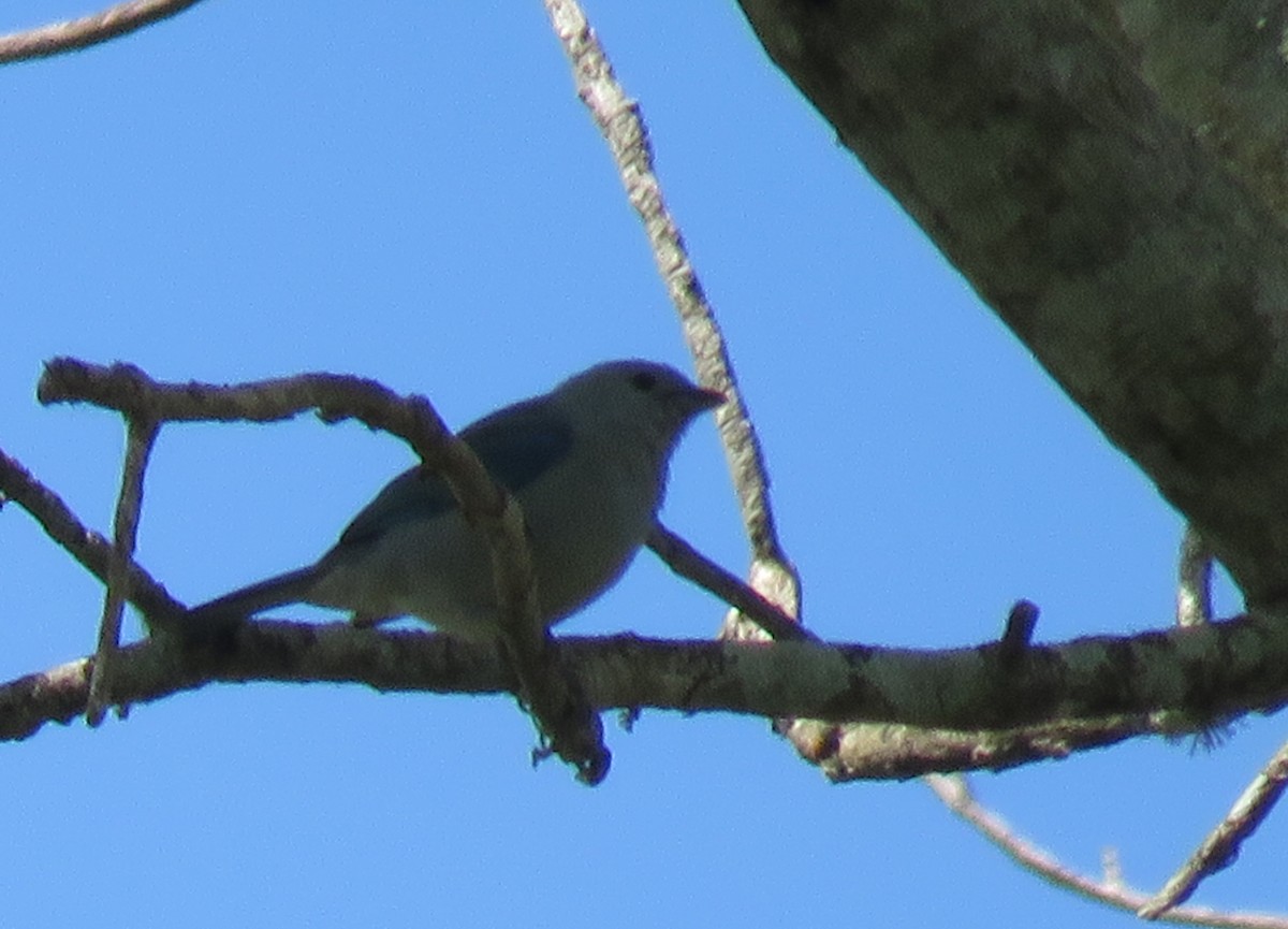 Blue-gray Tanager - ML140719741