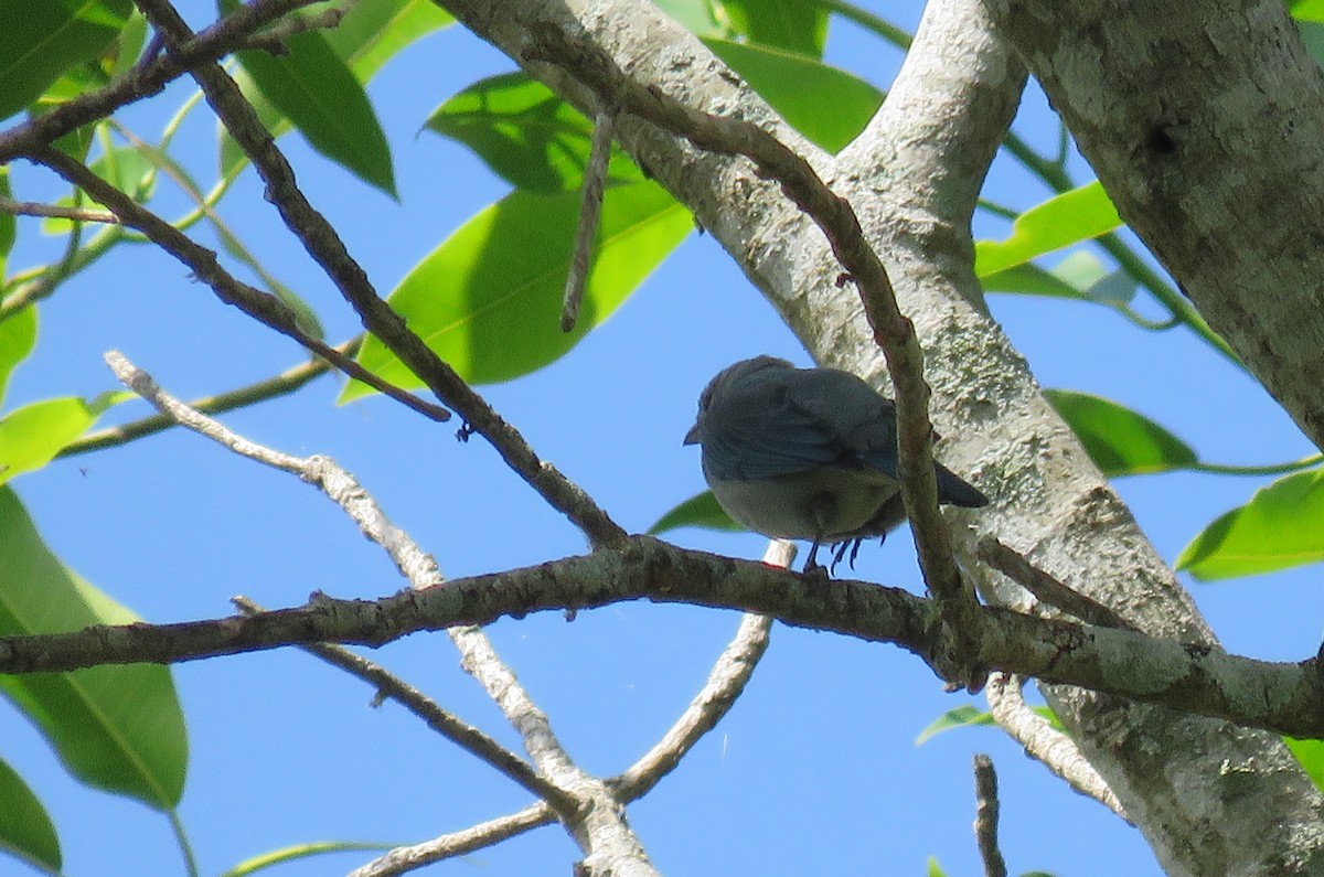 Blue-gray Tanager - ML140719891