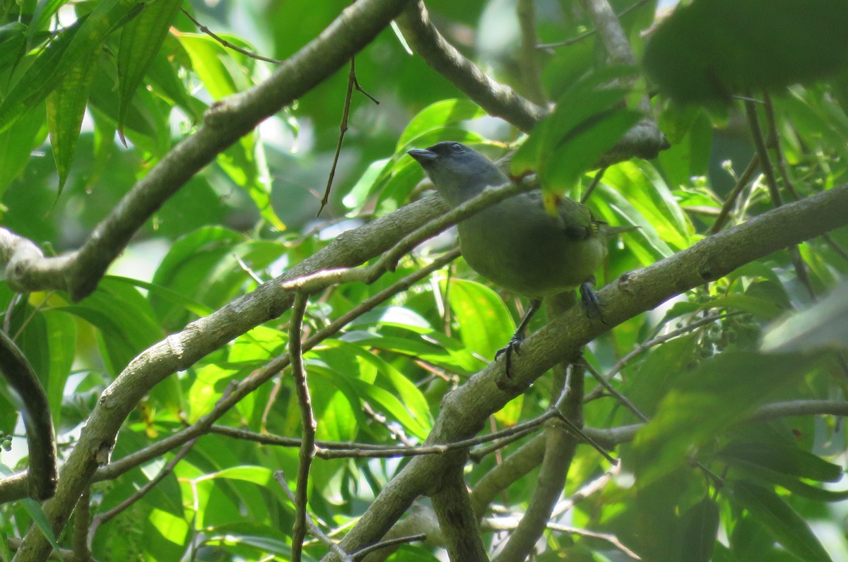 Yellow-winged Tanager - ML140719971