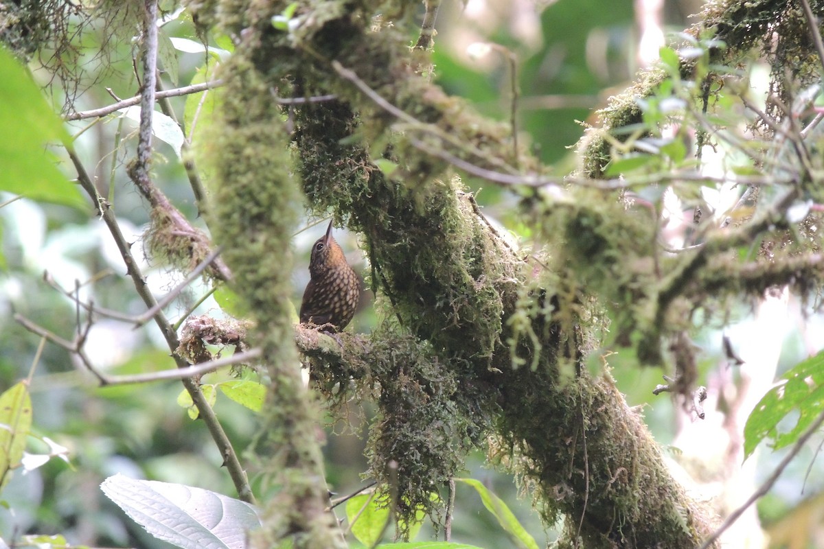 Spotted Barbtail - ML140720121