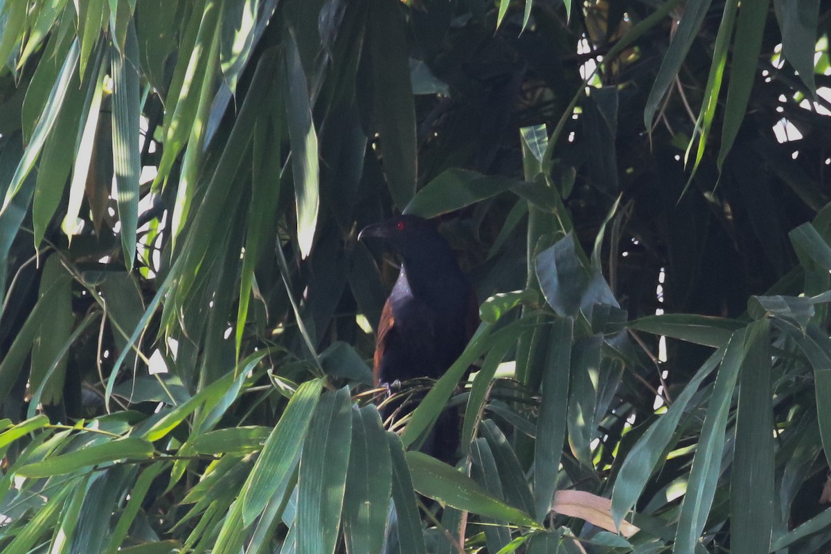 Greater Coucal - ML140720591