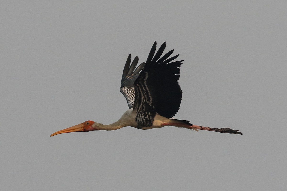 Painted Stork - Blair Dudeck