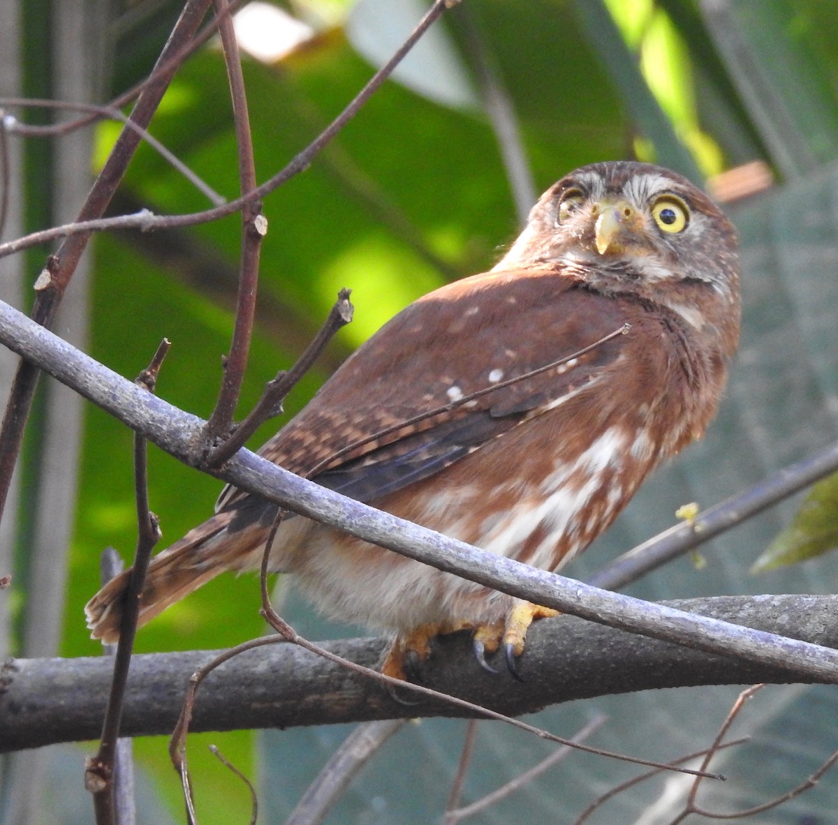 Ferruginous Pygmy-Owl - Barb eastman