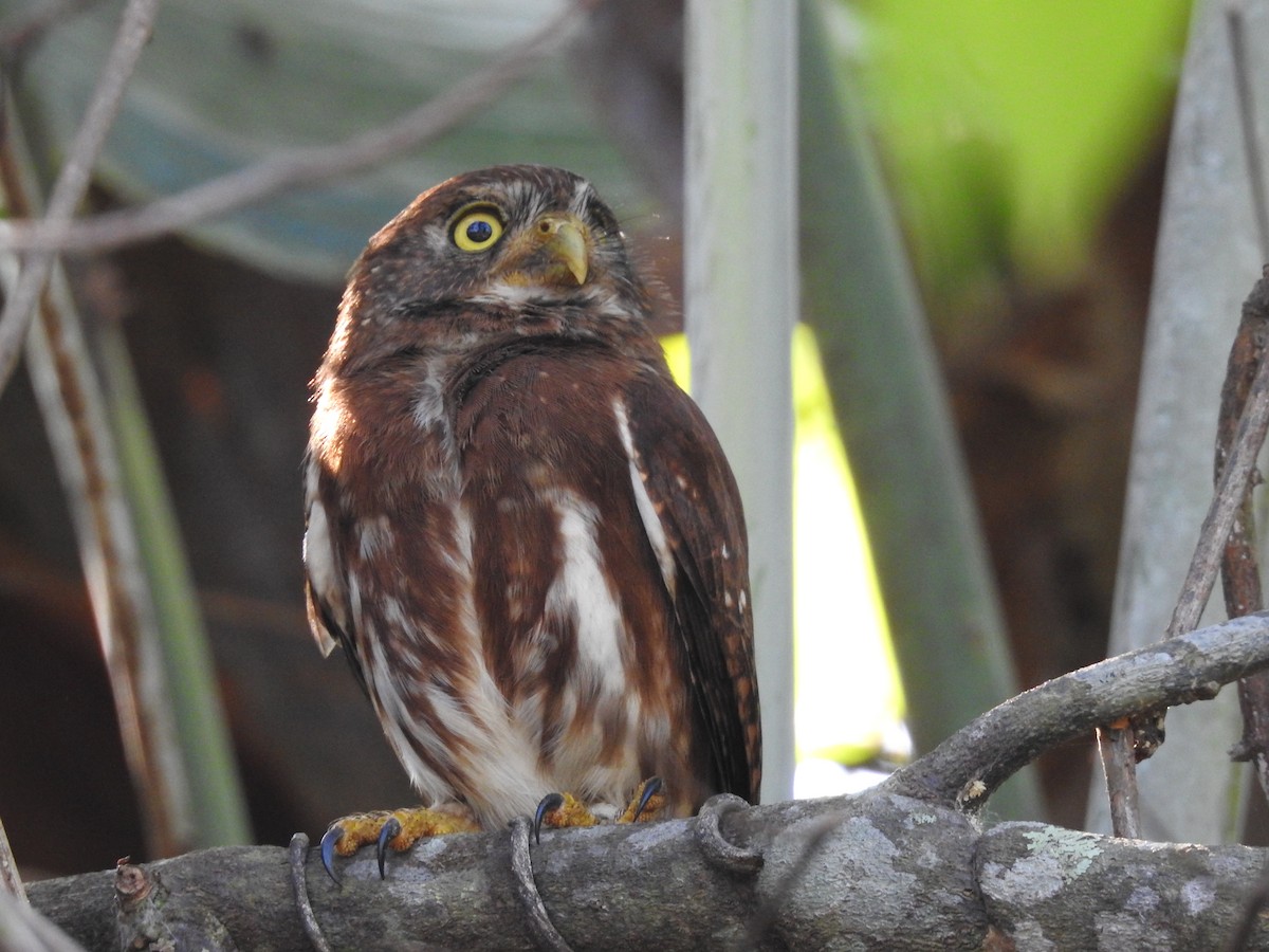 Ferruginous Pygmy-Owl - Barb eastman