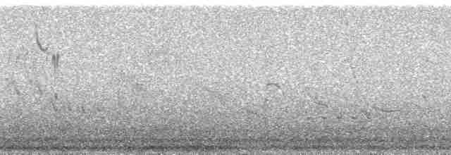 Ornate Tinamou - ML140722