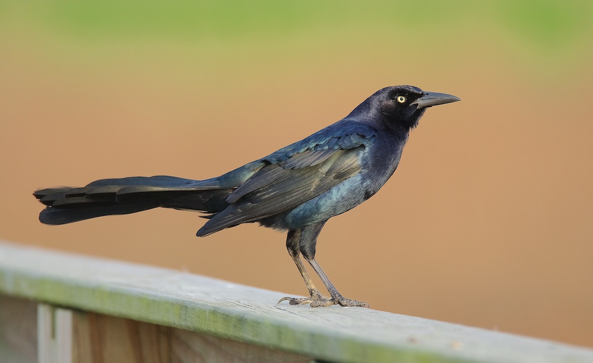 Great-tailed Grackle - ML140722421