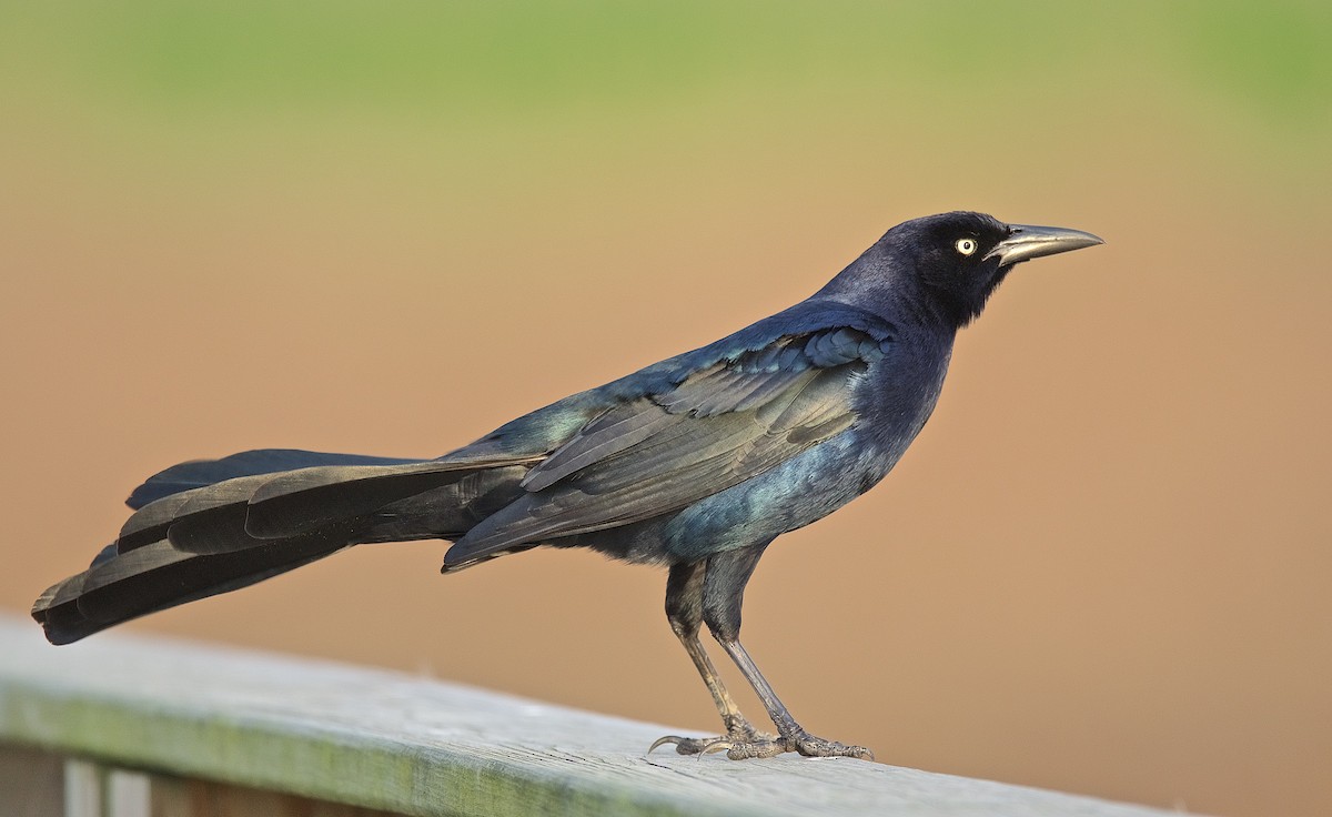 Great-tailed Grackle - ML140722431