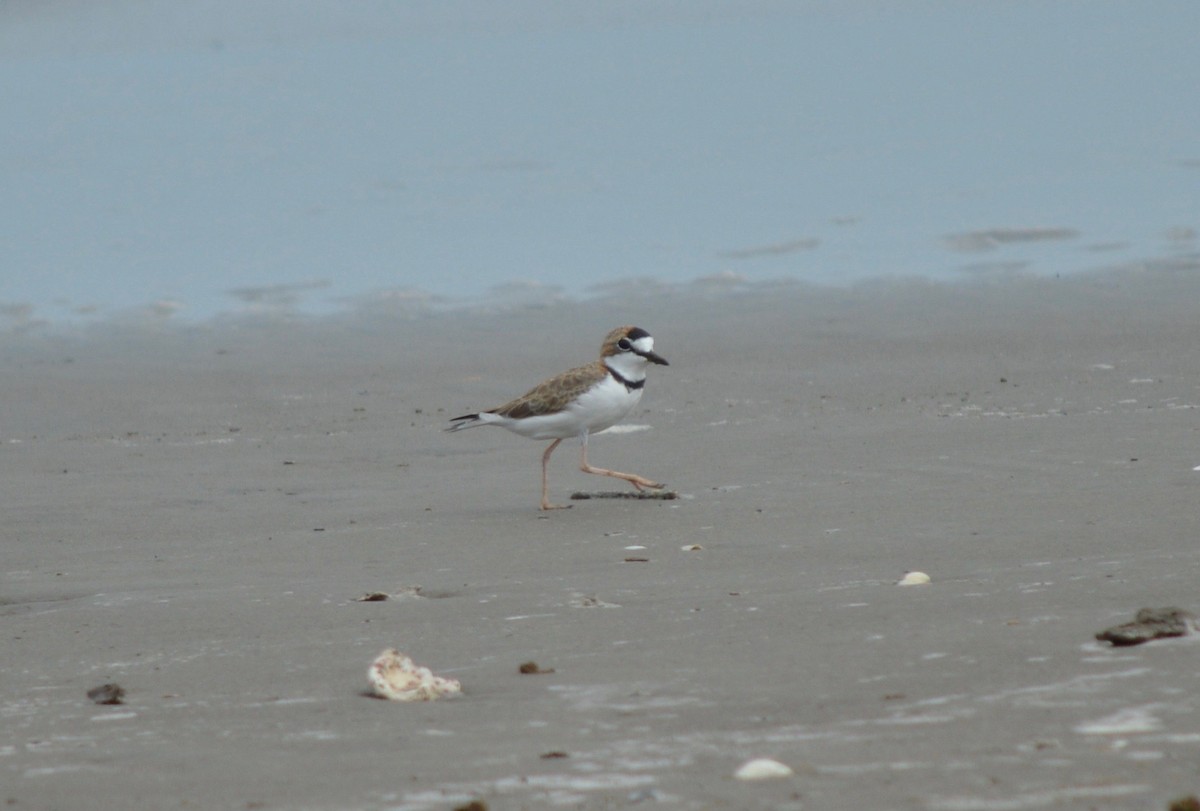 Collared Plover - ML140722541