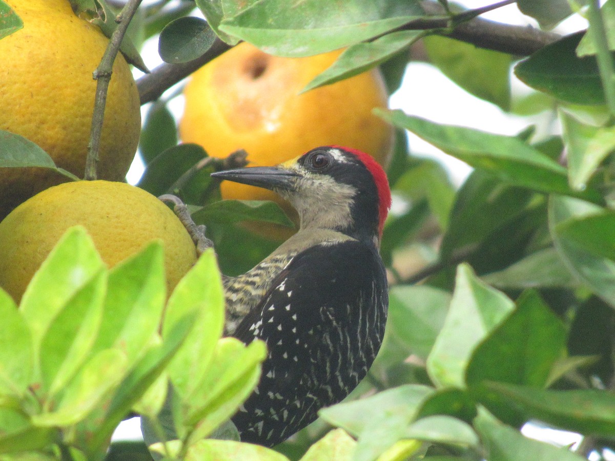 Black-cheeked Woodpecker - Ariel  Salinas