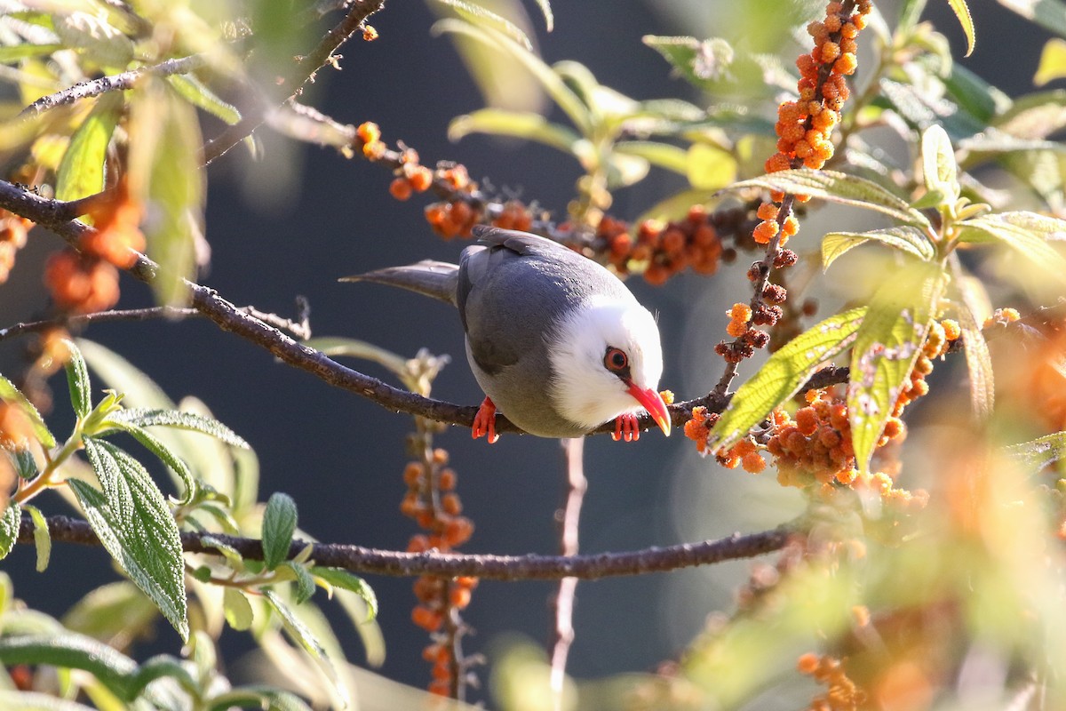White-headed Bulbul - ML140723351