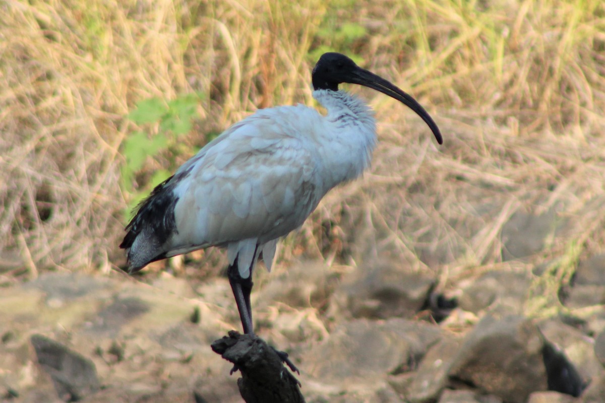 ibis australský - ML140723541