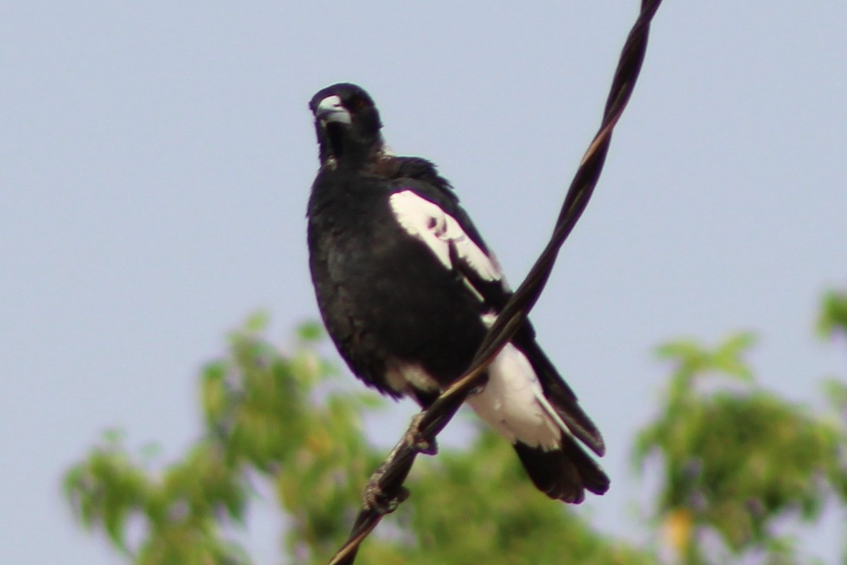 Australian Magpie (Black-backed) - ML140723581