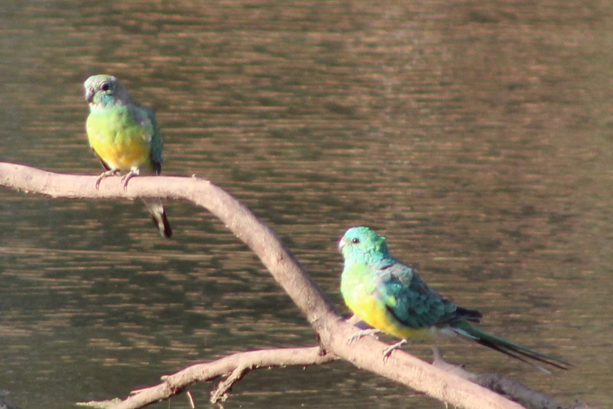 Red-rumped Parrot - ML140724471