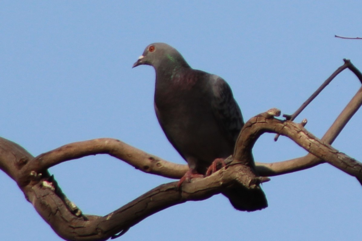 Rock Pigeon (Feral Pigeon) - ML140724491