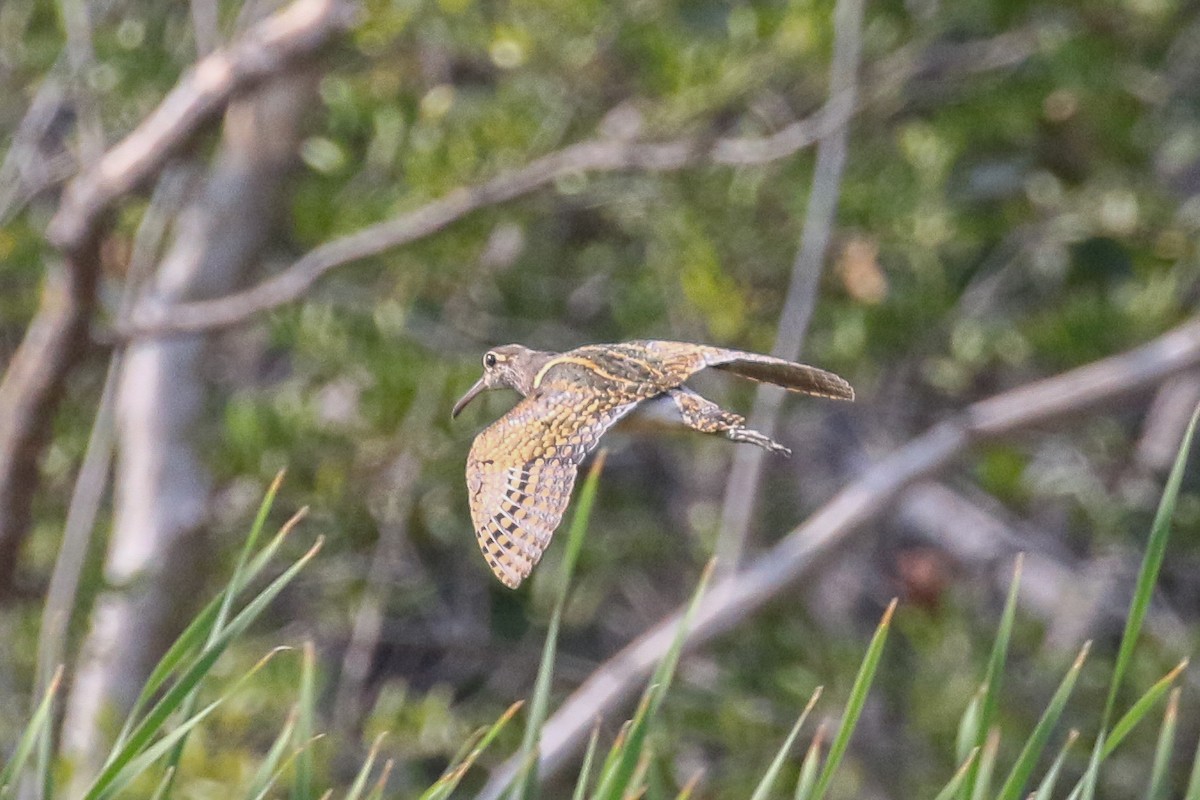 Greater Painted-Snipe - ML140724581