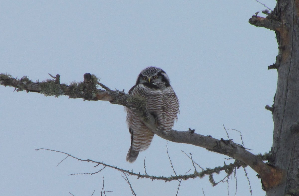 Northern Hawk Owl - Robert Meehan