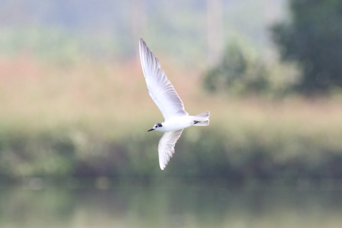 White-winged Tern - ML140724701