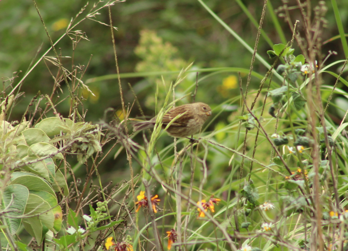 Band-tailed Seedeater - ML140725981