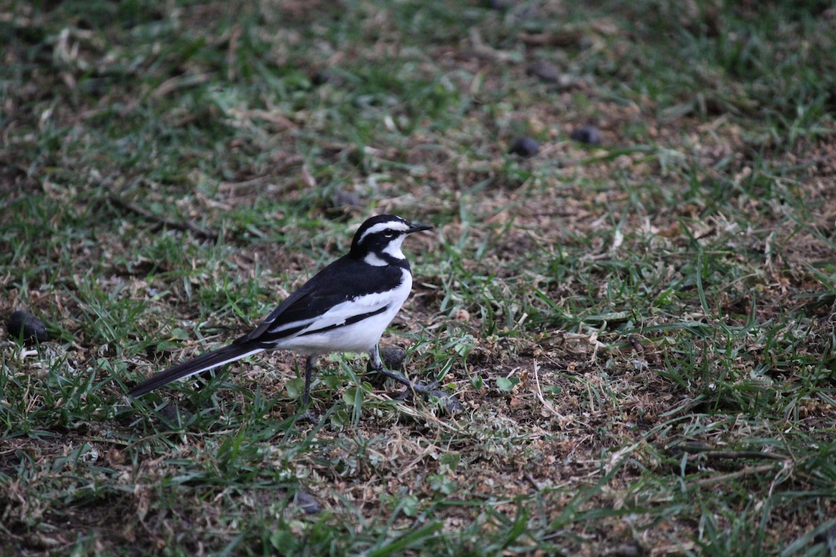 African Pied Wagtail - ML140727431