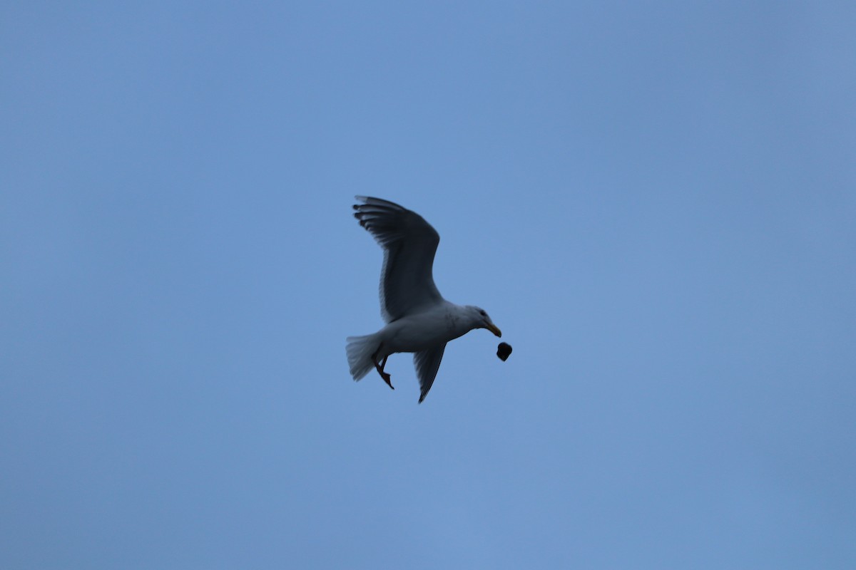 Glaucous-winged Gull - Robert Haney