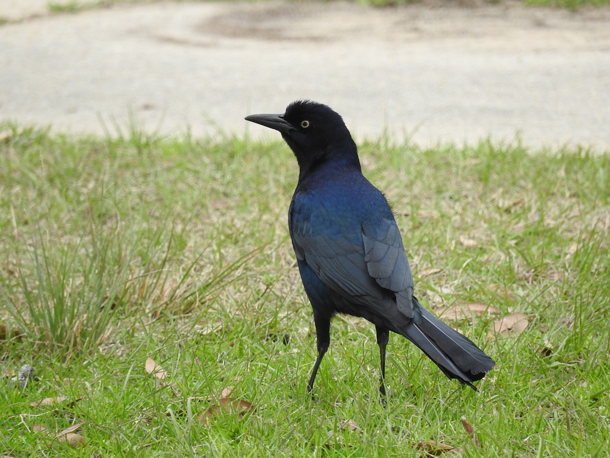 Boat-tailed Grackle - George Vaughan